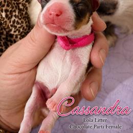 Cassandra - Chocolate, tan and white female Yorkshire Terrier puppy in Tangipahoa County, Louisiana from Riche’ Louisiana Yorkies