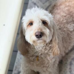 Lila - Goldendoodle
