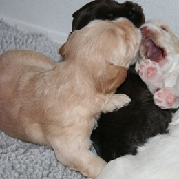 Australian Labradoodle Puppies from Windsor Creek Labradoodles