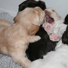 Australian Labradoodle Puppies from Windsor Creek Labradoodles