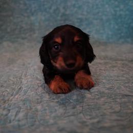 Leonardo - Black and tan male Dachshund puppy in Quemado, New Mexico from TNT Dachshunds