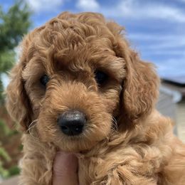 Cavapoos from Maria’s Cavapoos F1B