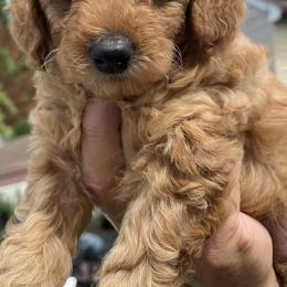 Cavapoos from Maria’s Cavapoos F1B