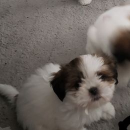 Shih Tzus from Shelly's Shih Tzus