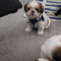 Shih Tzus from Shelly's Shih Tzus