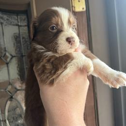 Juliet - Red tri-color female Australian Shepherd puppy in Yadkinville, North Carolina from Gold Leaf Farm & Kennels