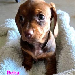Reba - Chocolate and tan female Dachshund puppy in Buckeye, Arizona from Sweetwater Dachshunds