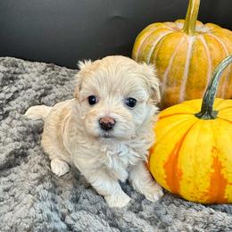 Lyric-orange - Apricot female Maltipoo puppy in Howard City, Michigan from Petite Joie Puppies