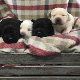Labrador Retriever Puppies from Ruckus Family Labs