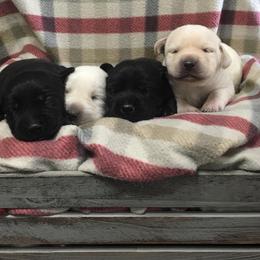 Labrador Retriever Puppies from Ruckus Family Labs