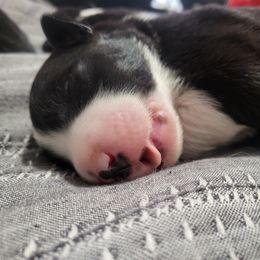 Border Collie All Grown Up from bordercollieludington