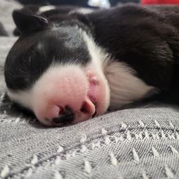 Border Collie All Grown Up from bordercollieludington