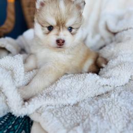 Cinnamon Toast Crunch - Red and white female Pomsky puppy in Yavapai County, Arizona from Pawsh Pomskies