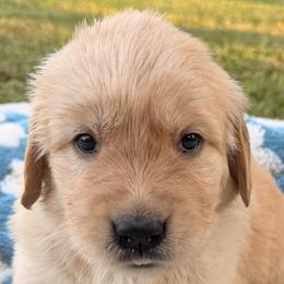 Team Portugal - Golden female Golden Retriever puppy in Meriden, Kansas from Sunkissed Retrievers