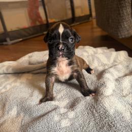 Boy 4 - Brindle male Boxer puppy in Prestonsburg, Kentucky from Bre’s Boxers