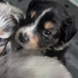 Australian Shepherds from Southern Heritage Aussies