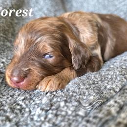 Forest - Merle male Goldendoodle puppy in Chattanooga, Tennessee from Hilltop Cuddle Pups