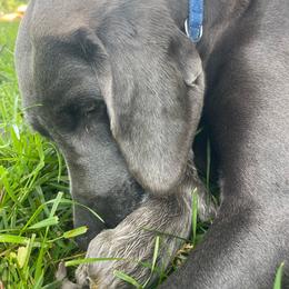 Nala - Silver gray female Weimaraner puppy in Granite Falls, North Carolina from Pups and Pastures- Weimaraners
