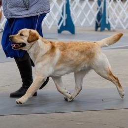Labrador Retriever puppies from Swan Shore Labrador