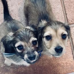 Dachshund Puppies from Northwest Dachshunds