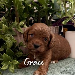Grace - Red female Cavapoo puppy in Oklahoma from Rocky Oak Cavaliers & Biewer Terriers LLC