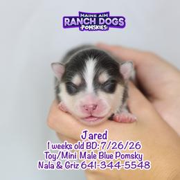 Jared - Blue male Pomsky puppy in Humeston, Iowa from M.A.R. Dogs