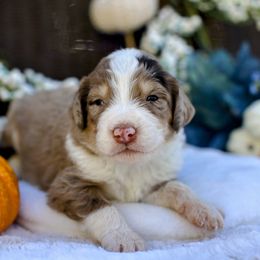 Platinum - Tri-color male Bernedoodle puppy in Queen Creek, Arizona from Dulcito Doodles