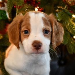 Cole - Orange and white male Brittany puppy in Hollidaysburg, Pennsylvania from Royal Flush Farms