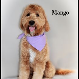 Mango - Goldendoodle
