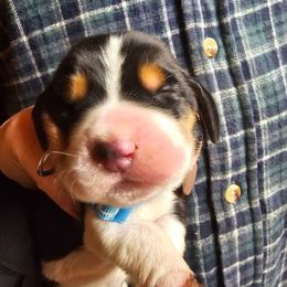 Light Blue Male - Black brown and white male Basset Hound puppy in Trade, Tennessee from TN Miniature Dachshunds & Basset Hounds