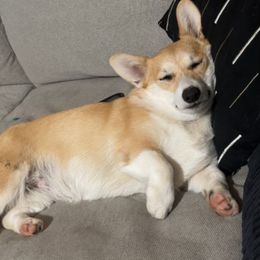Pembroke Welsh Corgi All Grown Up from G.G.'s Corgis
