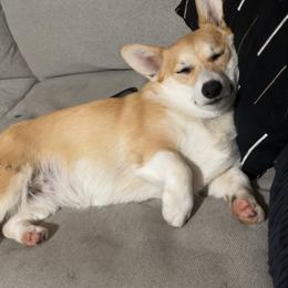 Pembroke Welsh Corgi All Grown Up from G.G.'s Corgis