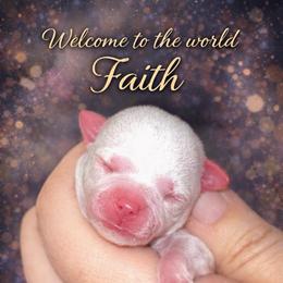 Faith - Merle female Chihuahua puppy in New Castle, Delaware from Sasha’s Elite Kennel LLC