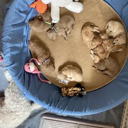 Goldendoodle Puppies from Angel’s Goldendoodle Pups