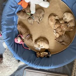 Goldendoodle Puppies from Angel’s Goldendoodle Pups