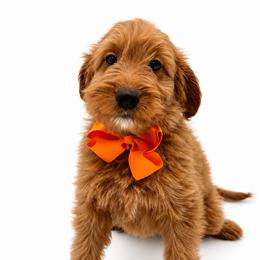 Teddy - Apricot male Goldendoodle puppy in Elmwood Park, Illinois from Goldens&MiniAussiesWithFinesse