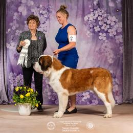 Elvis - Saint Bernard