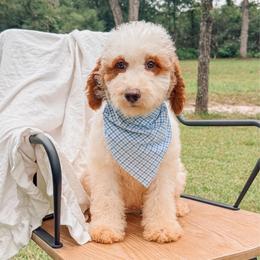Tyler - Parti male Goldendoodle puppy in Iola, Texas from Supreme Doodles of Texas