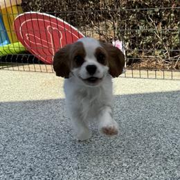 Preston - Blenheim male Cavalier King Charles Spaniel puppy in Lula, Georgia from Cavaliers by Crumley