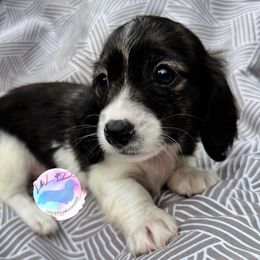 Boy 2 - Brindle male Dachshund puppy in Houston, Texas from L&L 4D Dancer’s Dachshunds