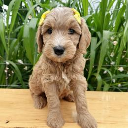 Nova - Apricot female Double Doodle puppy in Harrisonville, Missouri from Blessed Day Doodles