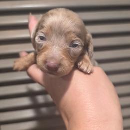 Isabella and Tan Dapple LH Girl 1 - Dapple female Dachshund puppy in Austin, Colorado from Colorado Mini Dachshunds & Mini Pomskies
