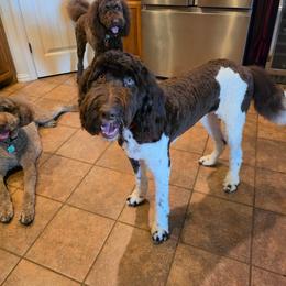 Bernedoodle, Labradoodle, and Newfypoo All Grown Up from Small Town Doodles & Poodles