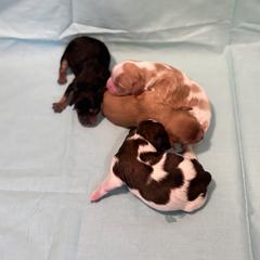 Cavachon Puppies from Cute, Colorado Cavachons