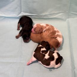 Cavachon Puppies from Cute, Colorado Cavachons