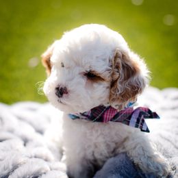 Poodle Puppies from Doodle Puppy Parti