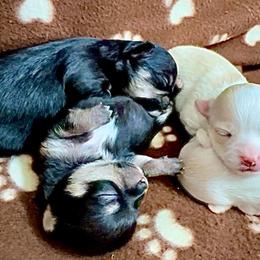 Chihuahua Puppies from Wild Mountain Chihuahuas