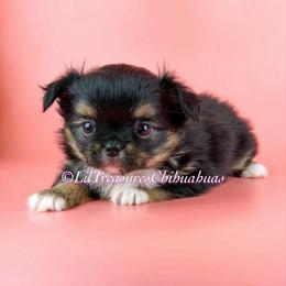 Ferb - Black and tan male Chihuahua puppy in Anderson, South Carolina from Lil Treasures Chihuahuas