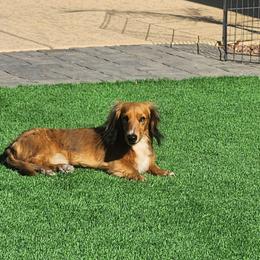 Tux - Dachshund