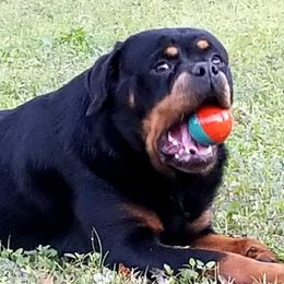 Barbie - Rottweiler